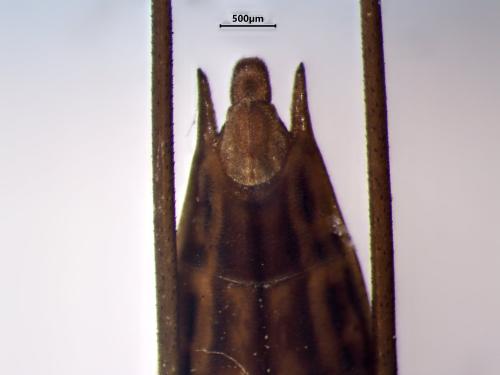 Limnoporus dissortis